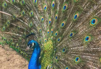 Raising Peafowl on the Homestead